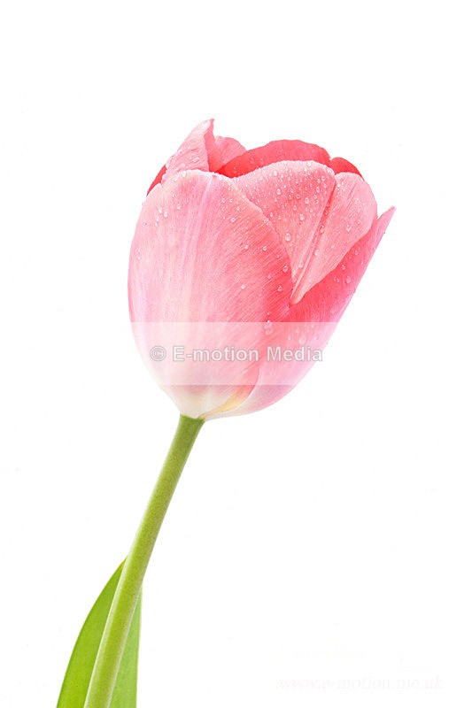 060420 -185669a - Nature