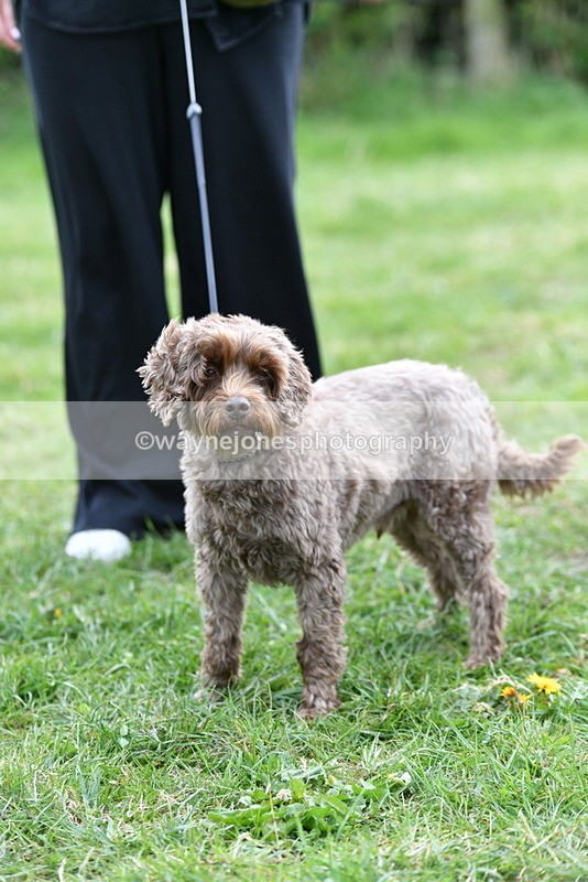 WJ5_9384 - Class 1 Best Cross Breed / Heniz 57