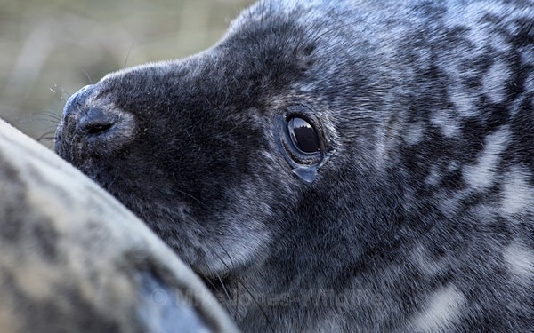 GREY SEAL PUP (APPROX 2-3 WEEKS OLD) - GREY SEALS & PUPS GALLERY