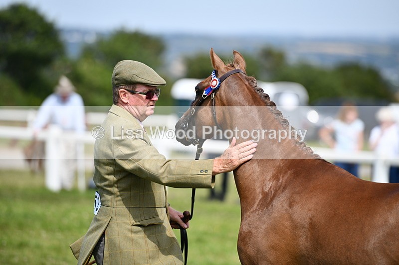 DSC_8340 - Class 68: Part Bred In Hand M & M