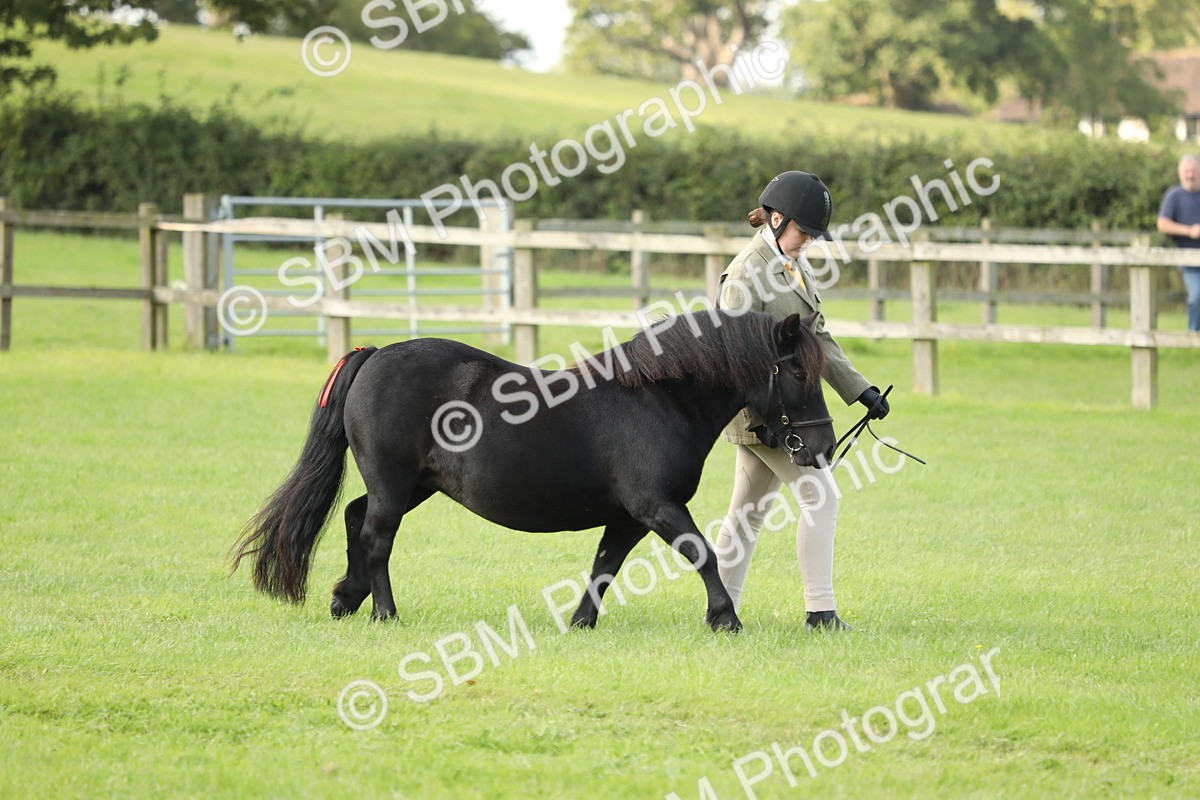 SBM_62372 - S46 - Mountain & Moorland In Hand Small Breeds
