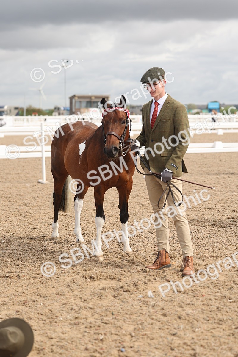 SBM_04424 - Class 18 - Handsomest Gelding (IH or Ridden)
