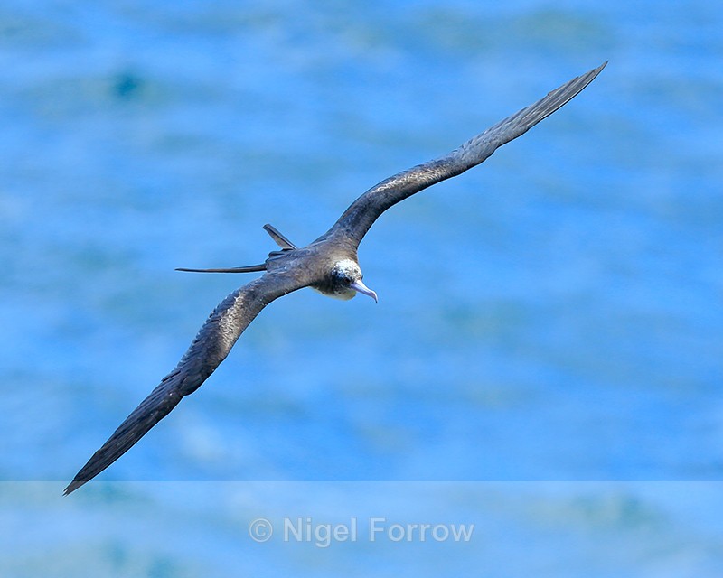 Great Frigatebird showing large wingspan, Kilauea Point, Kauai - Great Frigatebird