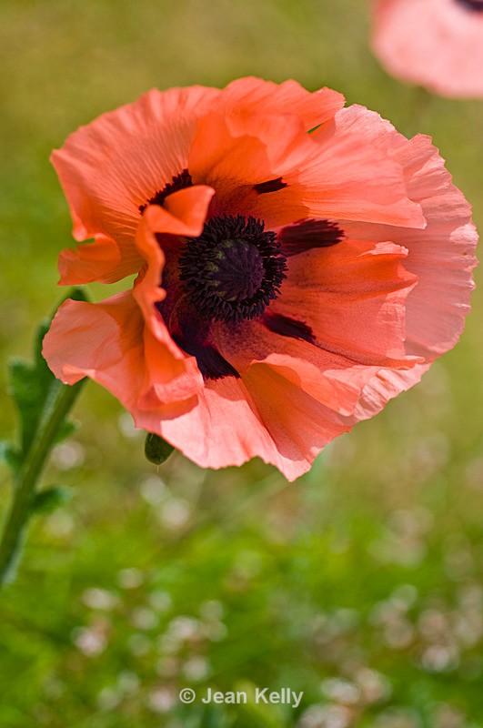 Flower - 4754 - Orange