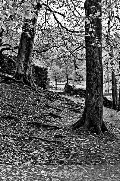 Wooded Walk - Monochrome Photograph's