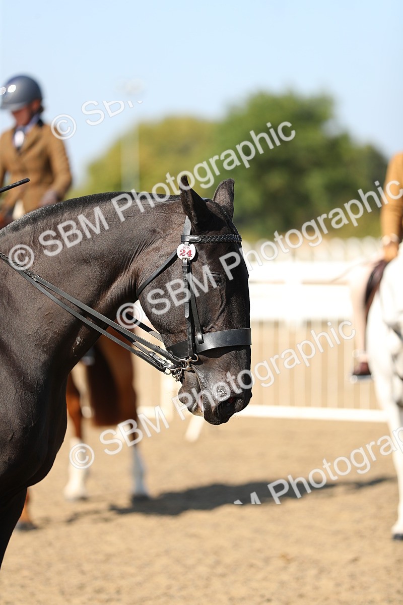SBM_02257 - Class 43 Ridden Competition Horse/Pony