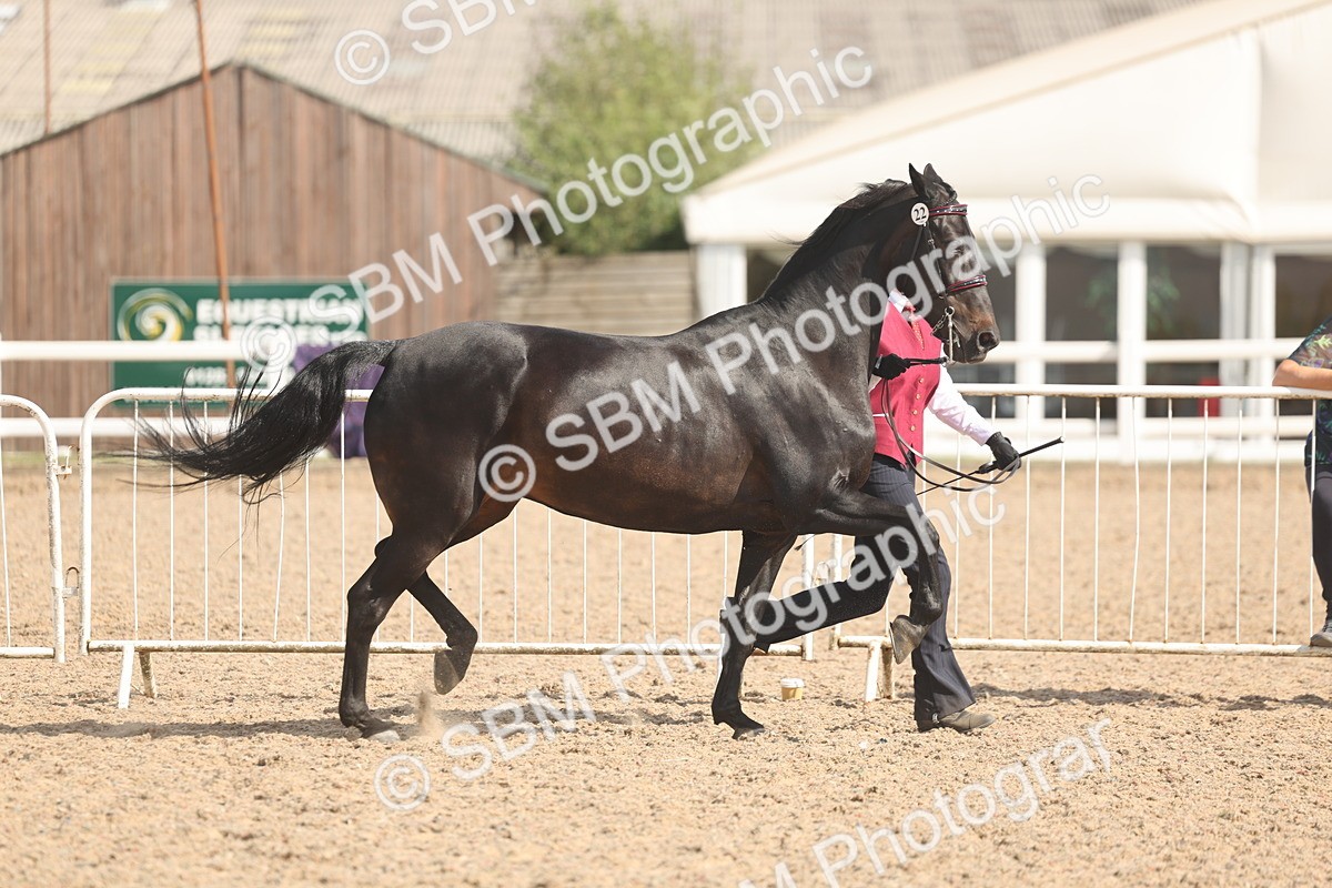 SBM_06858 - Class 25 - IH Foreign Breeds - Purebred