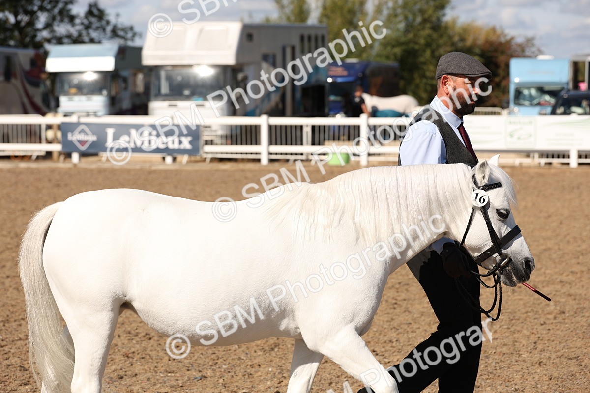 SBM_13856 - Class 205 - IH Show Pony - Show Hunter Pony