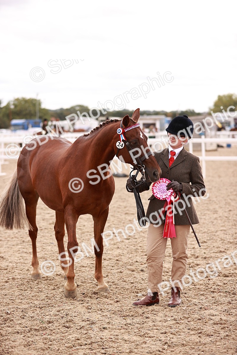 SBM_16936 - Class 415 - Horse-Pony Judge would most like to take home