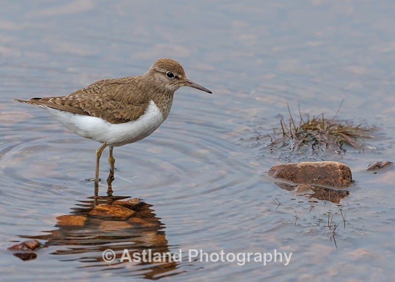 Common Sandpiper - Latest Images