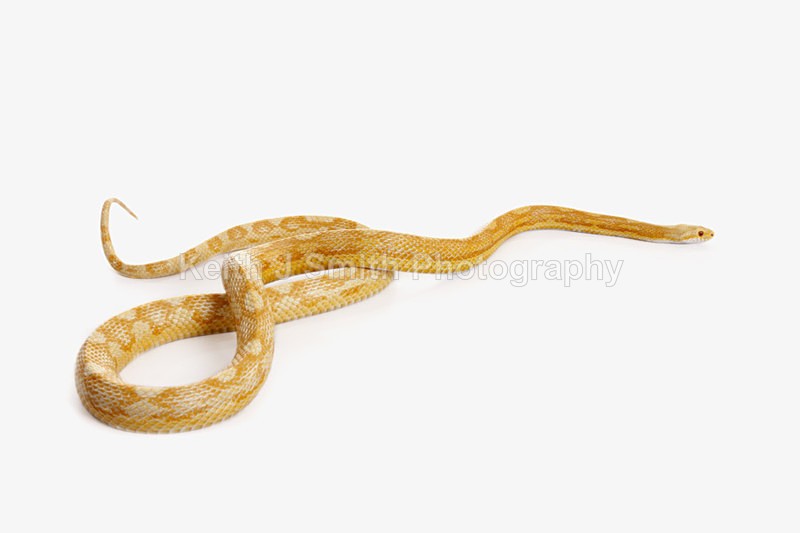 2SKJ8935 - Roaming Reptile Show. II