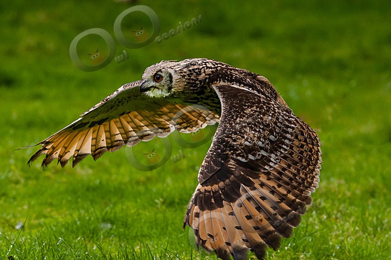 Jasmine the Bengal Owl - Our Birds