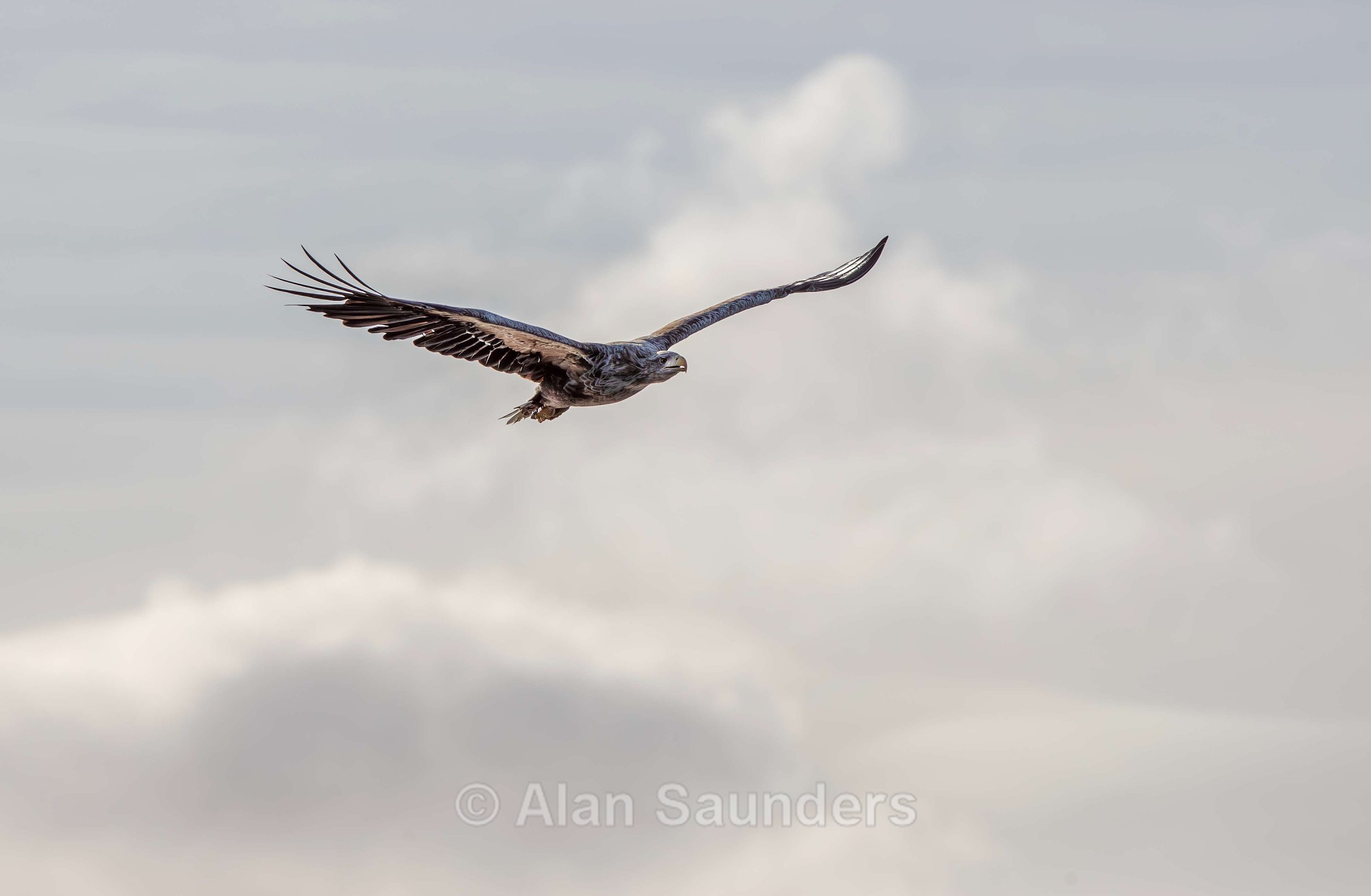 White Tailed Eagle 39