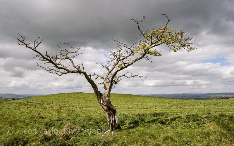 5403 Tree near Lan Fawr - Corndon Hill