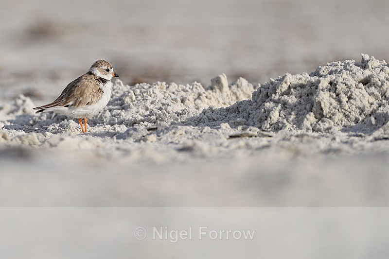 Piping Plover on the beach, Fort De Soto Park, Florida - Piping Plover