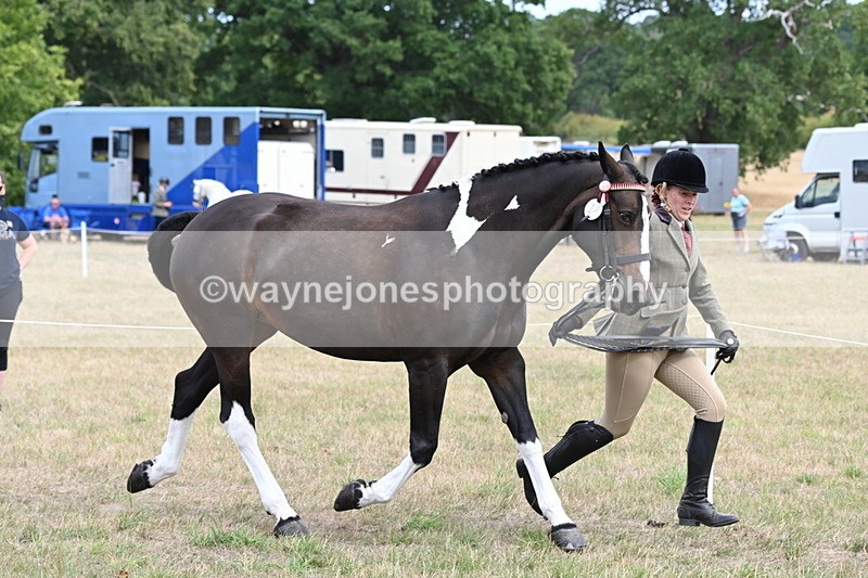 WJ6_5861 - Class 19 In-hand Veterans (Uploaded correct folder)