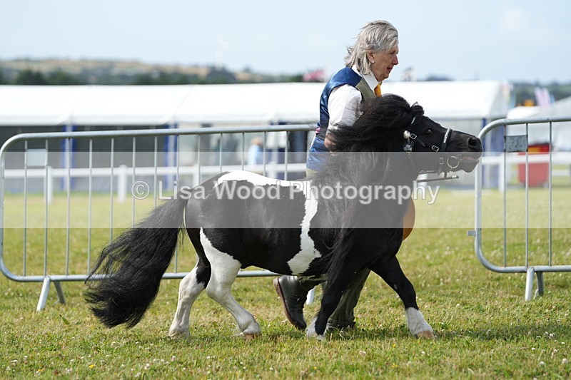 DSC05281 - Class 49: NPS Shetland 4 years and over