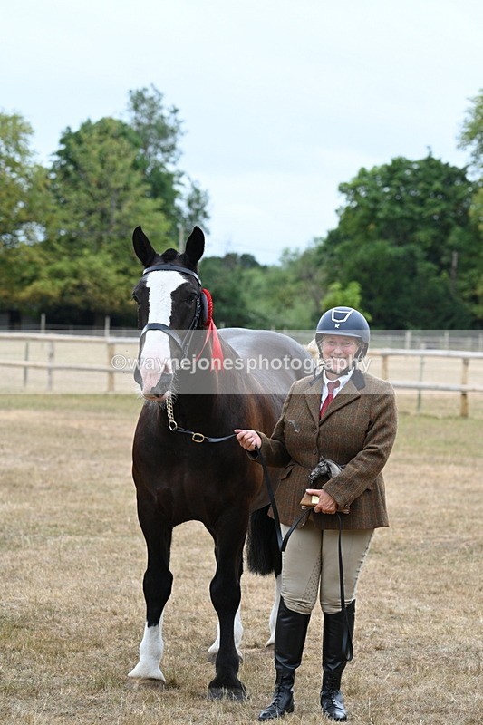 WJ7_0230 - Gelding Champs