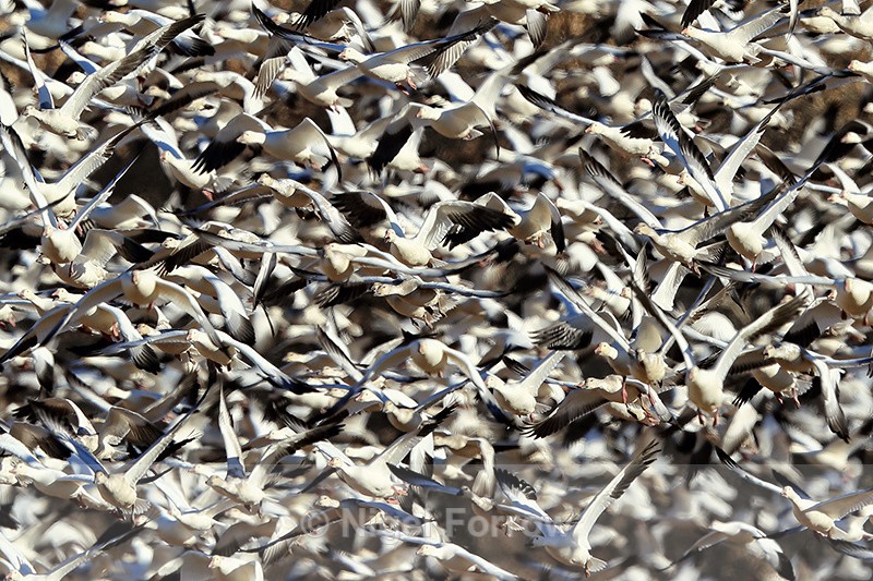 Snow Goose mass take-off, Bosque del Apache, New Mexico - Snow Goose