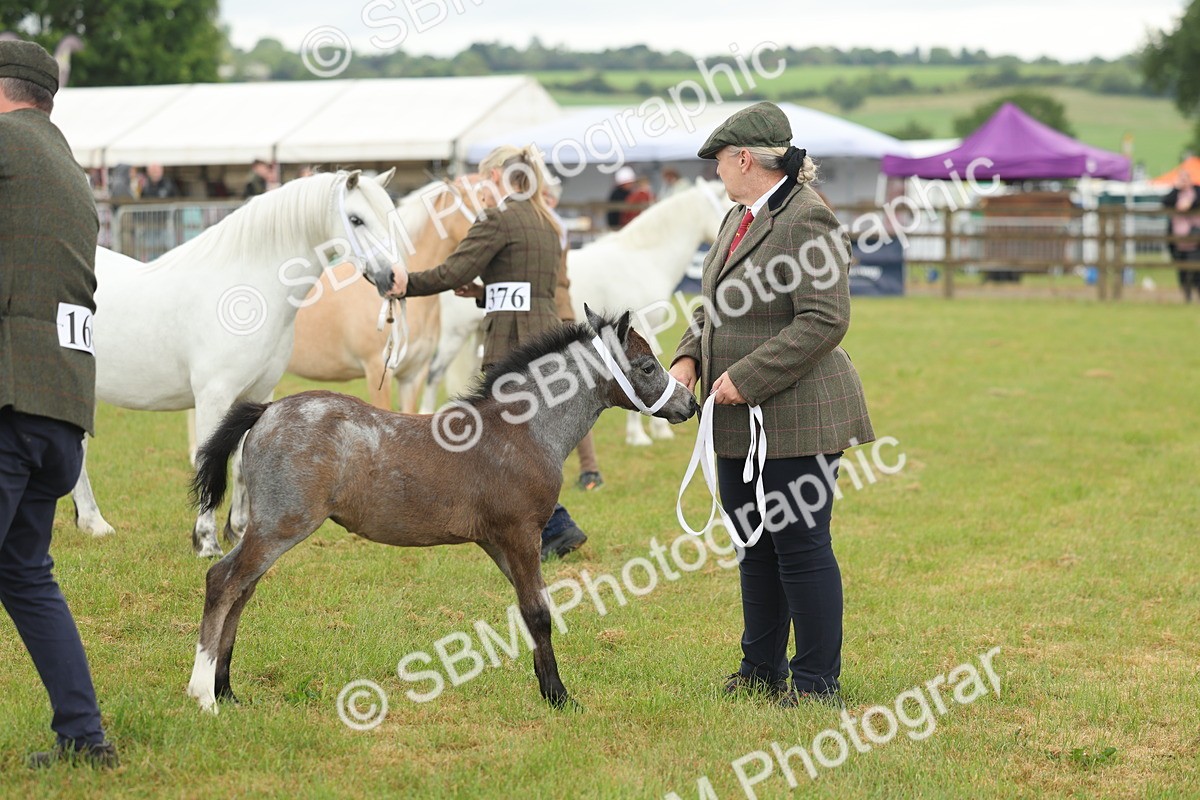 SBM_01630 - Class 50-57 - M&M Welsh Pony In Hand