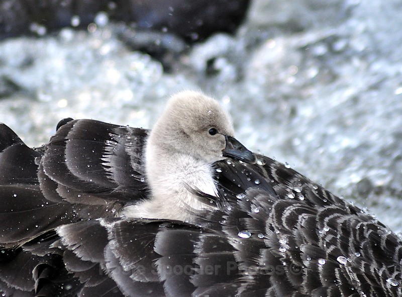 Enjoying a ride on mum - Dawlish (mainly black swans)