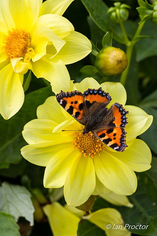 Small Tortoiseshell Butterfly - Nature