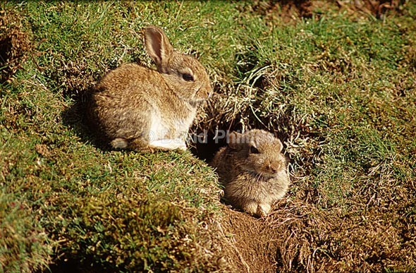 Rabbit - Mammals