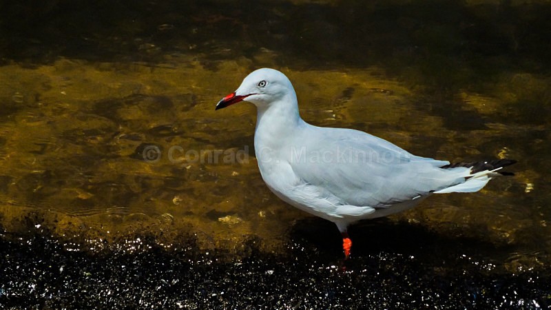 Silver Gull - Other Shores