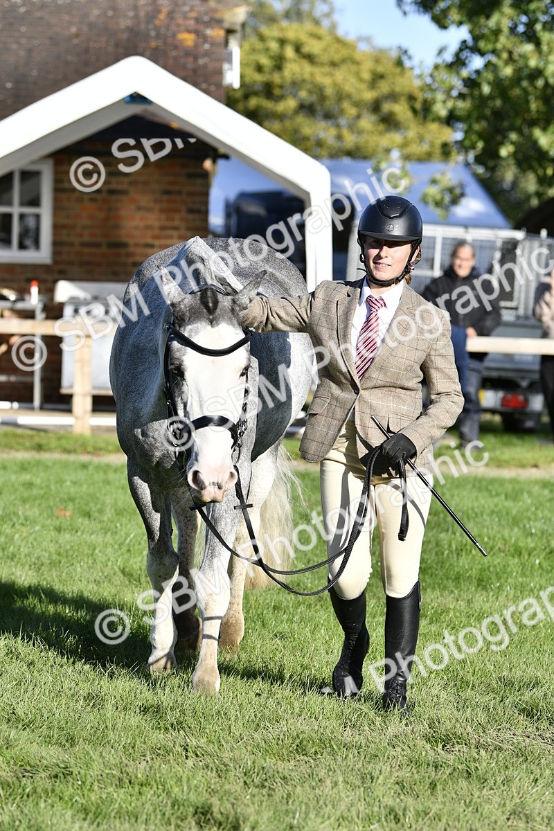 SBM_52247 - S35 - Working Hunter & Working Show Horse