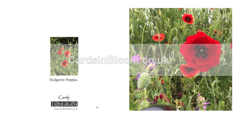 026 Poppies - FLORAL GREETING CARDS