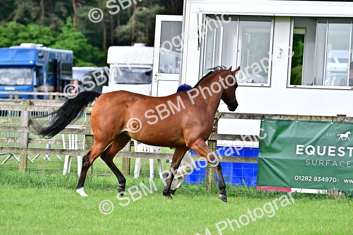 SBM_00013 - Class 46-49 - Arab and Part Bed-Anglo Arab In Hand