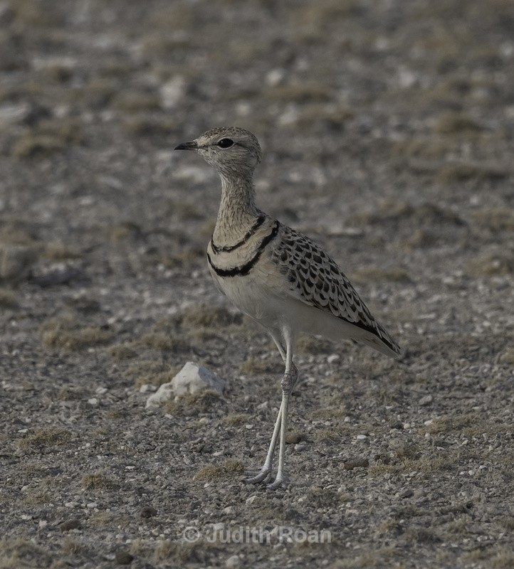 Double-banded Courser - Namibia 2022
