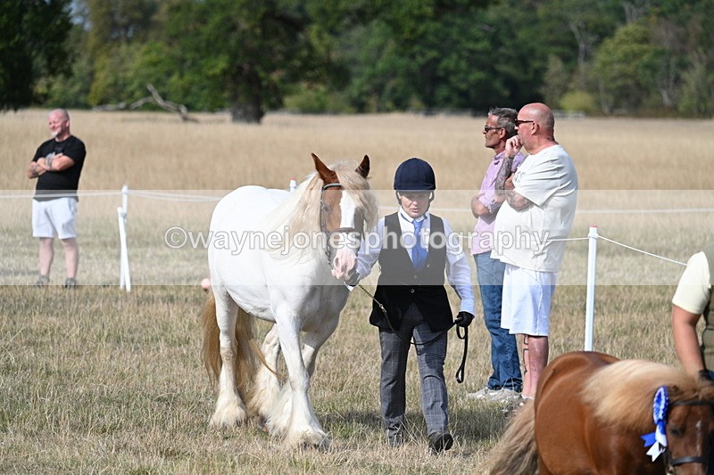 WJ7_8065 - In-hand Championship