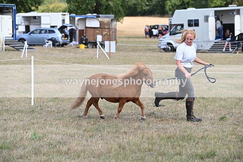 WJ6_6881 - Class 21 Shetland & Mini Horses