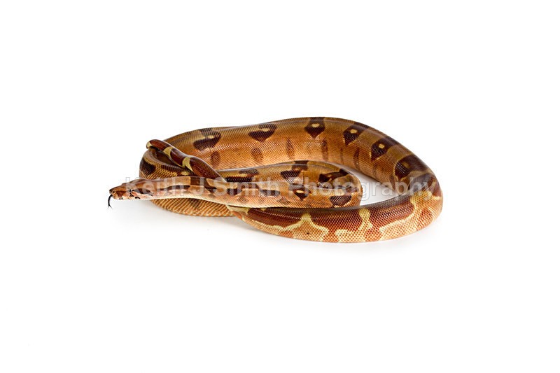 1KJS0194 - Roaming Reptile Show