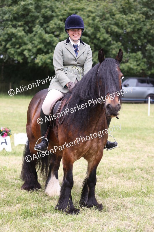 20260614-3203 - Class 22 - Open Working Hunter