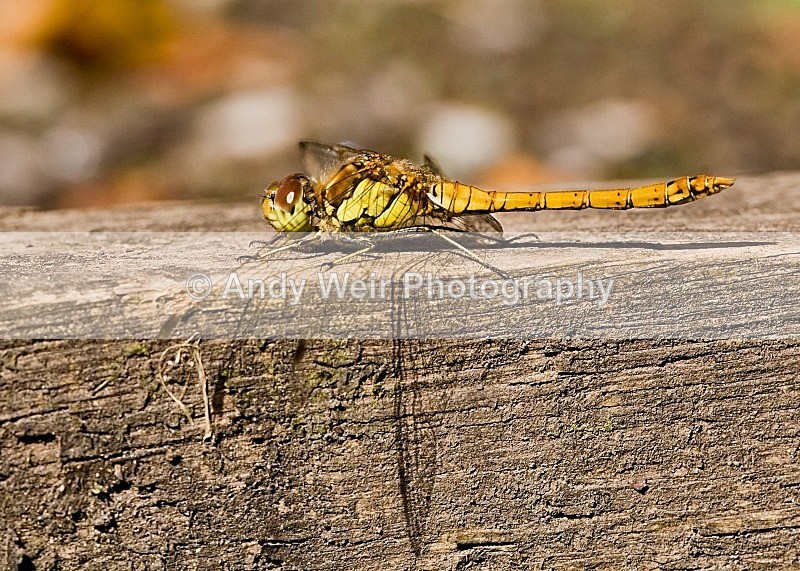 20080810-010 - Dragonflies & Damselflies