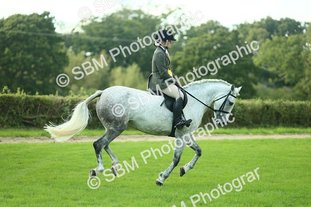 SBM_52262 - S33 - Working Hunter & Working Show Horse