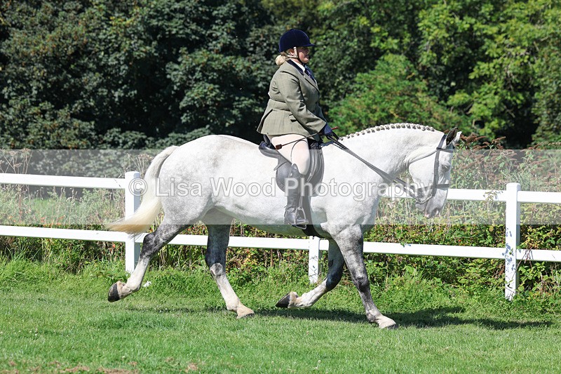 3E7A8344 - Class 4: Novice working Hunter