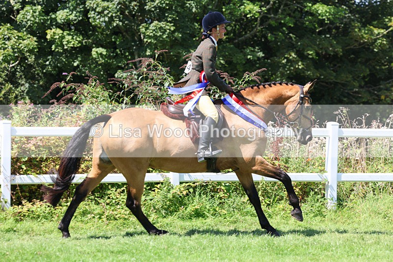 3E7A9352 - Working Hunter Championship