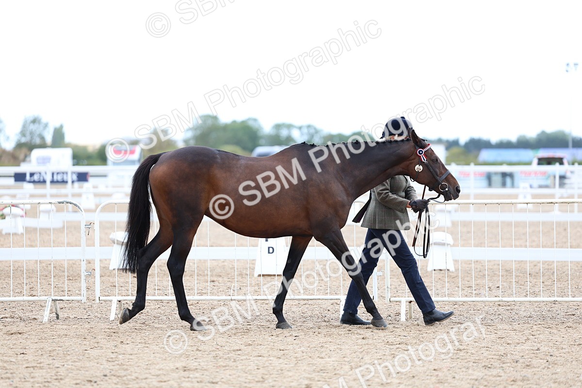 SBM_05686 - Class 28 - IH Veteran Horse