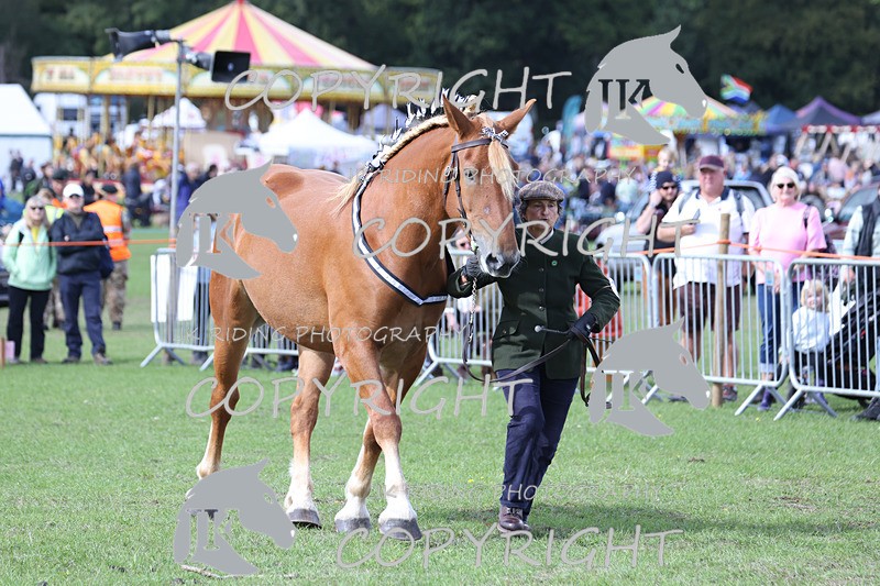 APP_3212 - Class 3 Youngstock