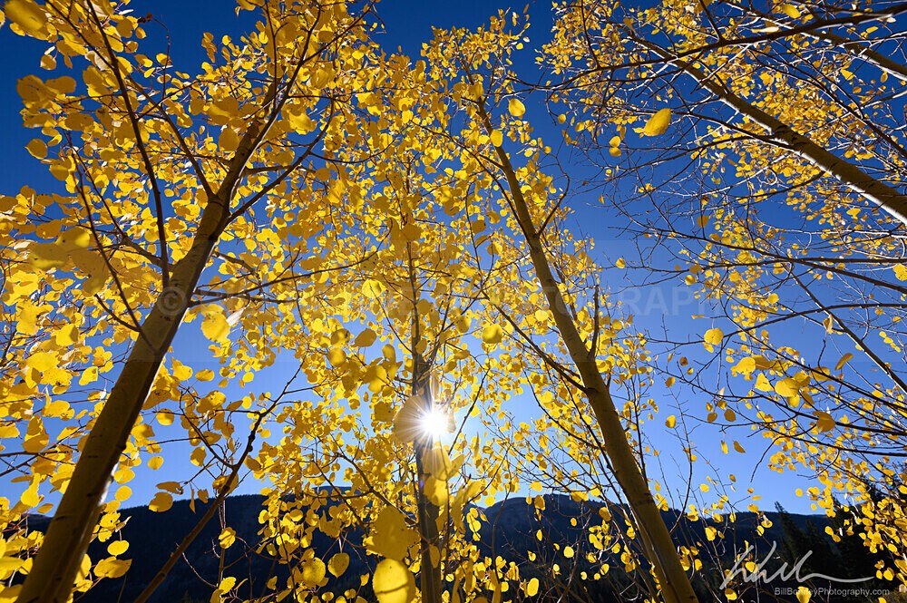 DSC_2699 - Trees