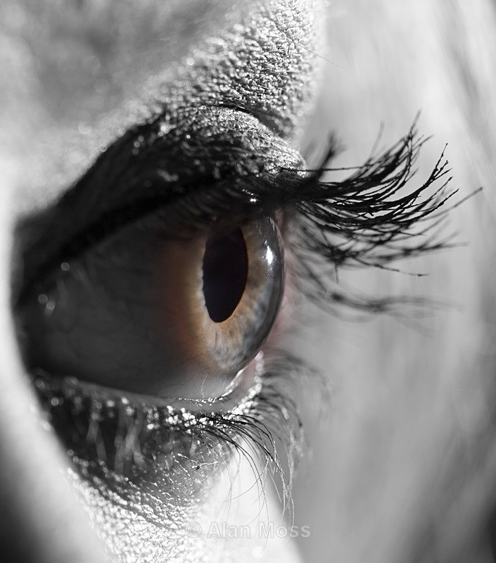  - Trick Shots and Artistic manipulations