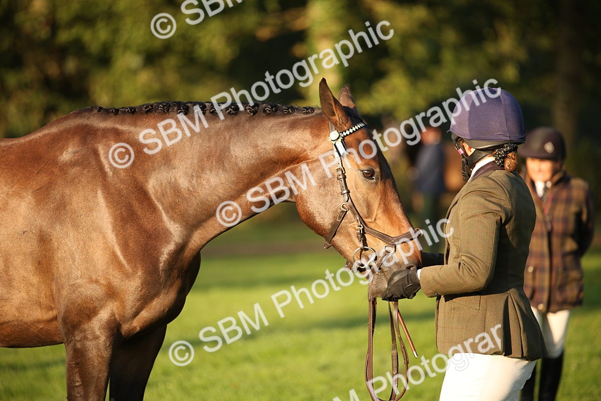SBM_56876 - S49 - Riding Horse & Hack & Thoroughbred In Hand