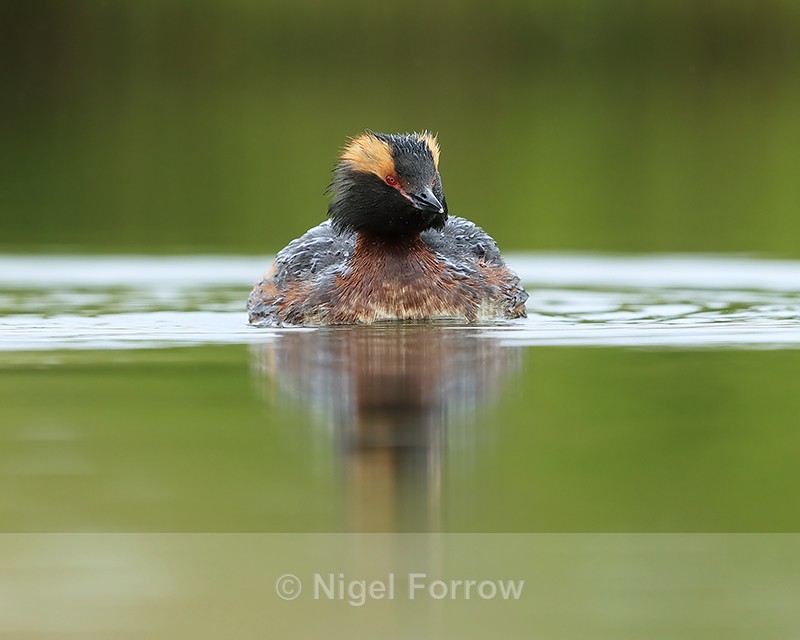 Slavonian Grebe from front, Iceland - Slavonian Grebe