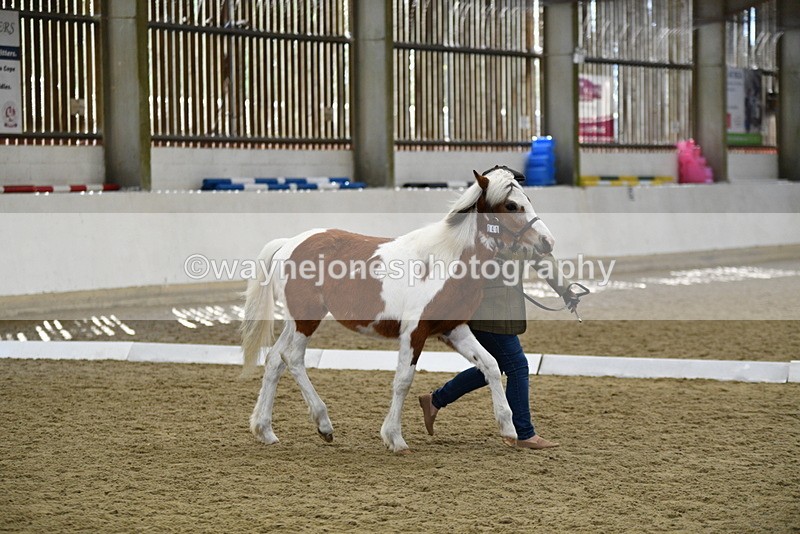 WJ5_4951 - Class 7 In hand coloured / odd coloured