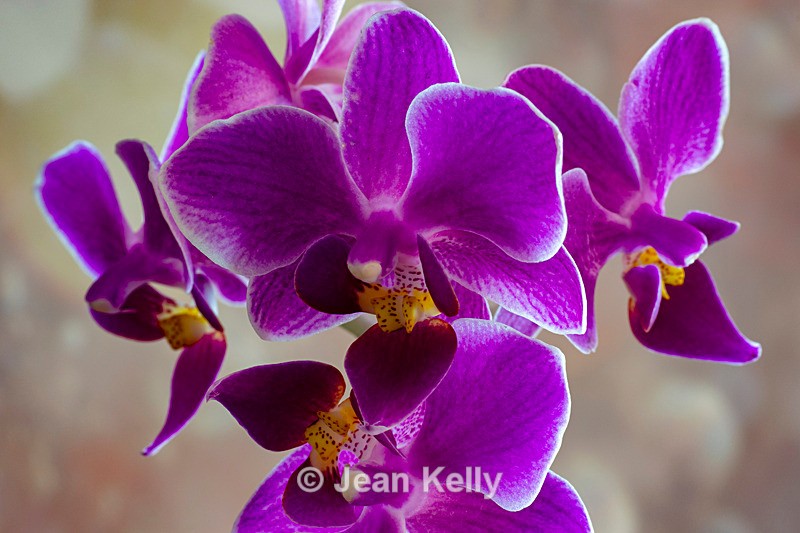 Purple Orchid - DSC_2021 - Purple