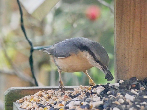 Nuthatch - BIRDS & INSECTS
