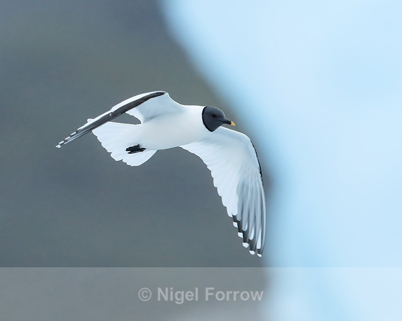 Sabine's Gull flying, Jokulsarlon, Iceland - Sabine's Gull